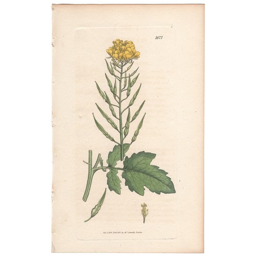 Antique 1807 sowerby english - 1807,