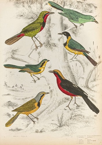 Antique hand colored - antique, bird