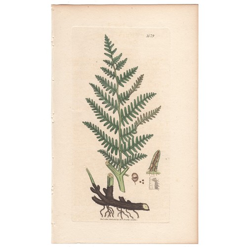 Antique 1807 sowerby english - 1807,