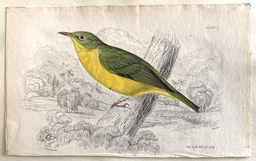 1837 yellow white eye - 1837, antique