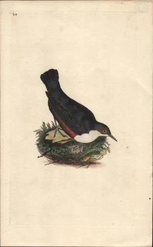 1795 water ouzel antique hand - 1795,