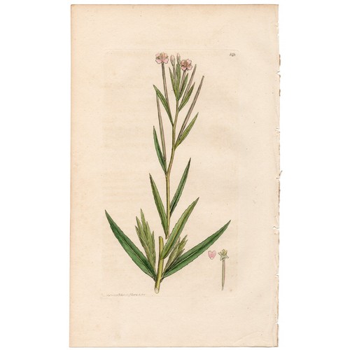 Antique 1796 sowerby english - 1796,