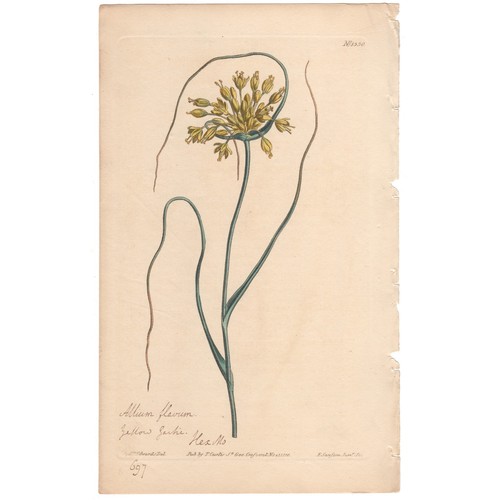 Curtis botanical magazine 1811 - curtis,