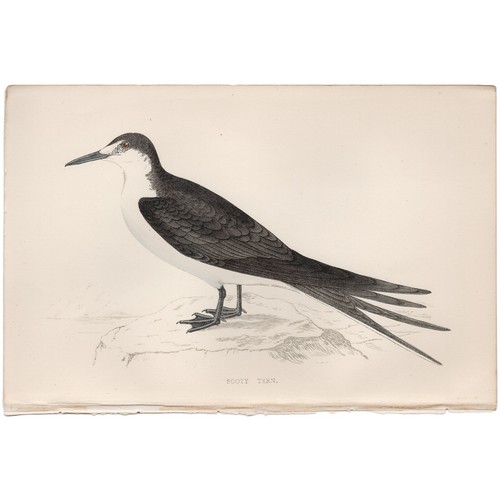Morris 1863 antique bird print