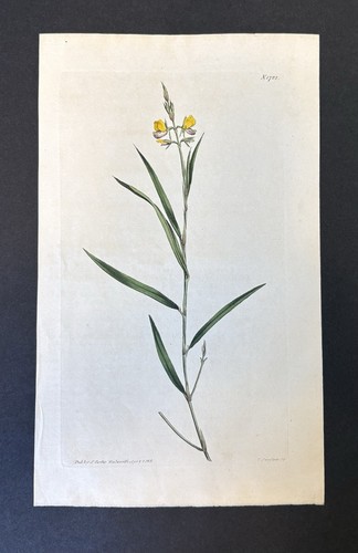 Antique hand colored - antique, hand-colored