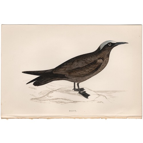 Morris 1863 antique bird - , print