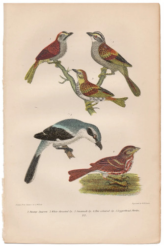 Wilson antique bird print 1876